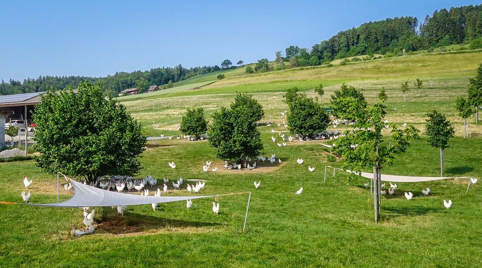 En route pour la tournée de collecte d’œufs