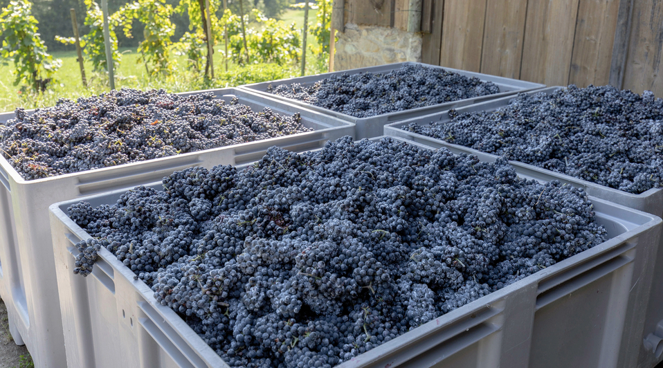 Des vignobles à la bouteille